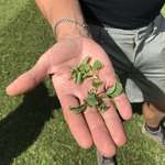 SPIN-Rake for natural turf