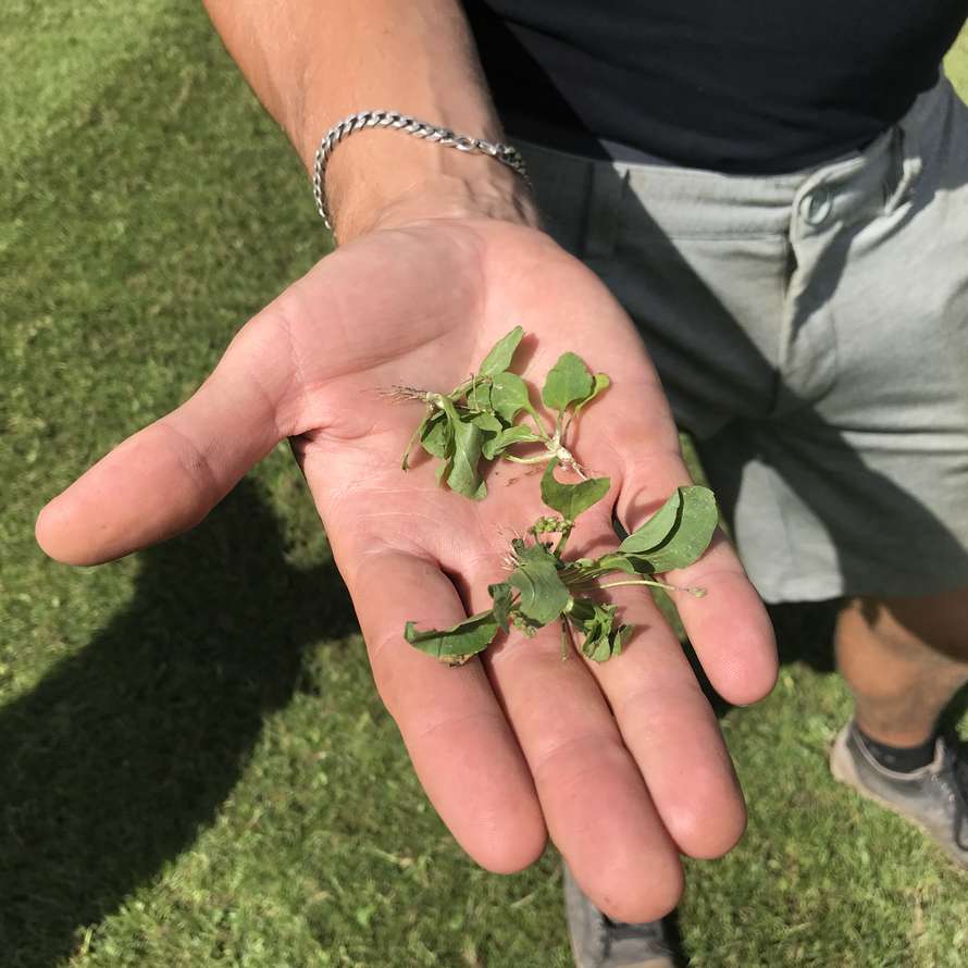 SPIN-Rake for natural turf